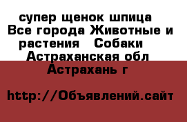 супер щенок шпица - Все города Животные и растения » Собаки   . Астраханская обл.,Астрахань г.